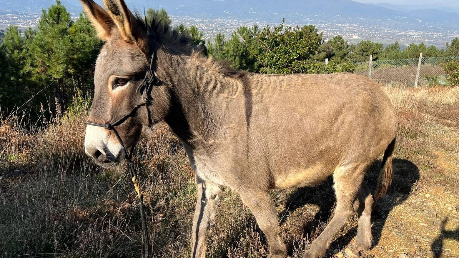 Al Donkey Ranch passeggiata sull’asino con Legambiente