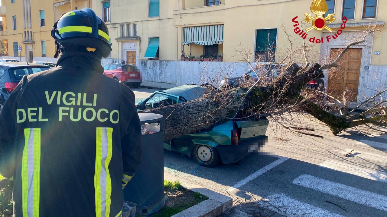 L'albero caduto a Fucecchio