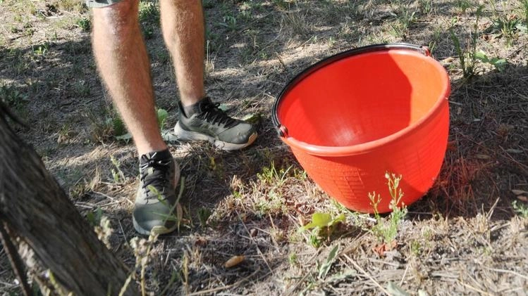 "Vendemmia anticipata, ma situazione in bilico"