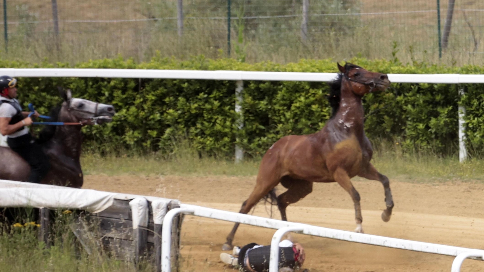 Il veterinario comunale: "Cavalli, c’è qualità ’Star’ meno impegnate solo perché esperte"