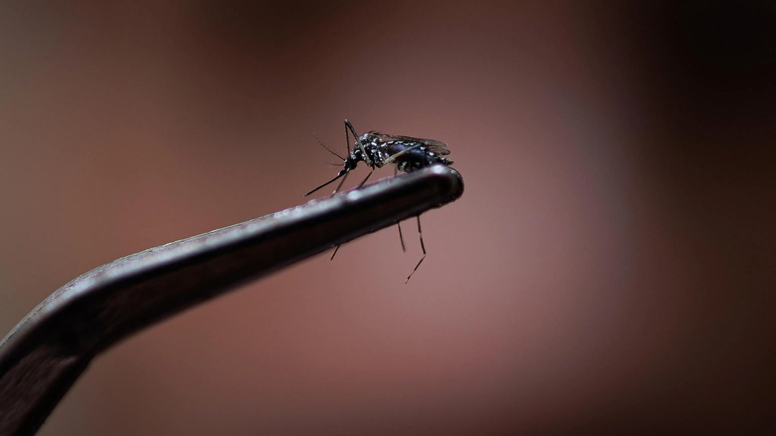 Una zanzara del genere Aedes (foto repertorio Ansa)