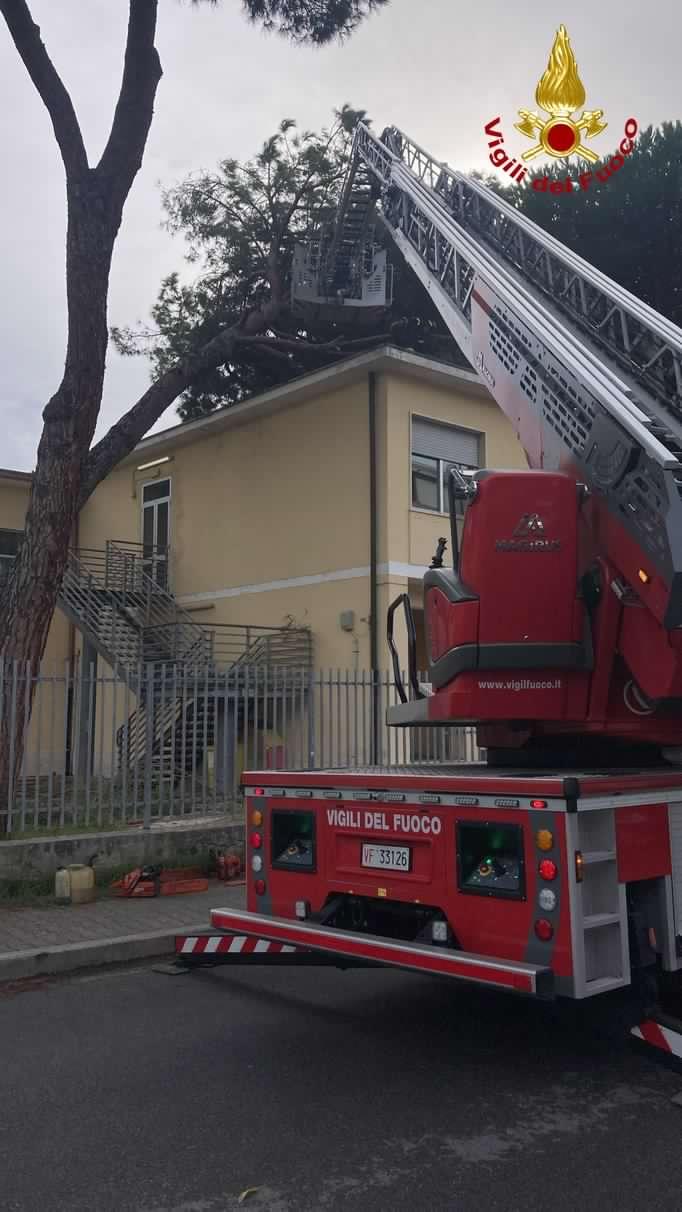 Pino cade sul tetto di una una scuola