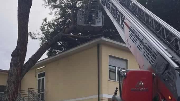 I vigili del fuoco intervenuti per la rimozione del pino caduto sulla scuola elementare "Tobino" in via Lenci a Viareggio