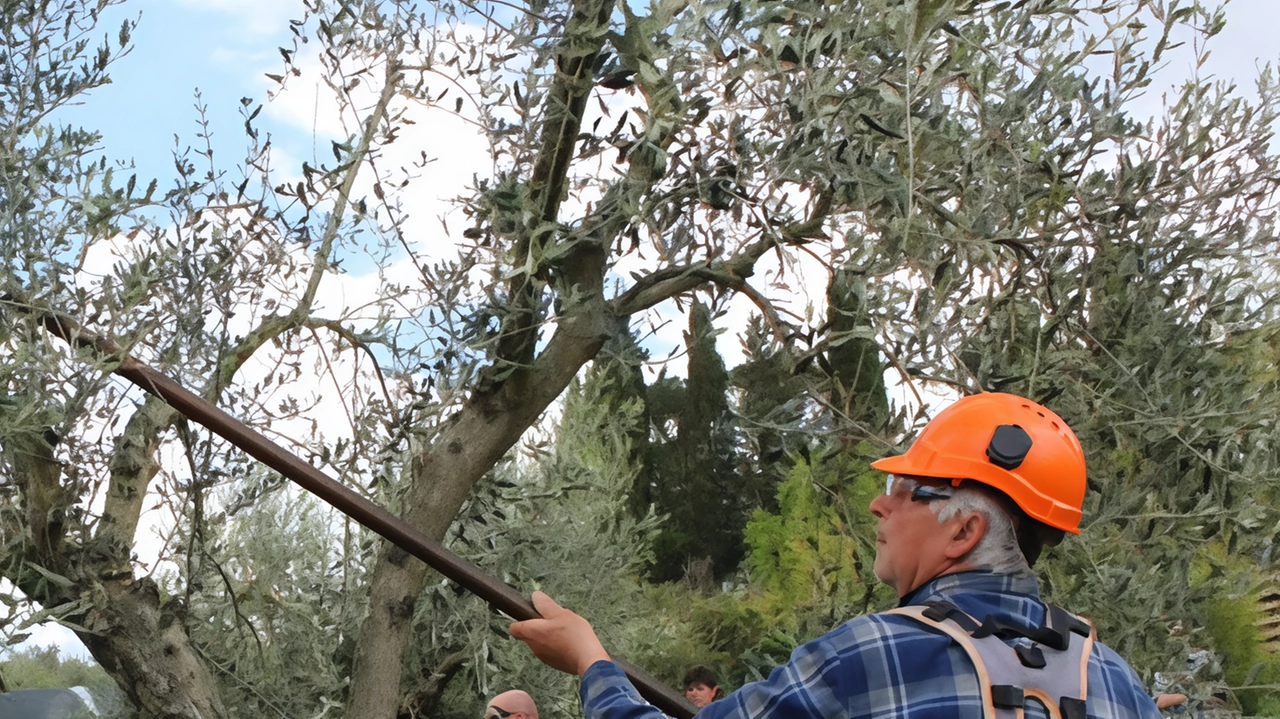 Le olive hanno sofferto la siccità con conseguente crescita stentata o addirittura. cascola delle stesse un fenomeno che si è accentuato nei terreni meno profondi o con esposizioni sfavorevoli