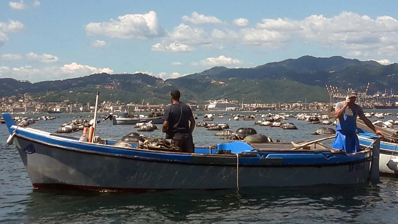 Muscolai al lavoro dentro la diga del Golfo (immagine di archivio)