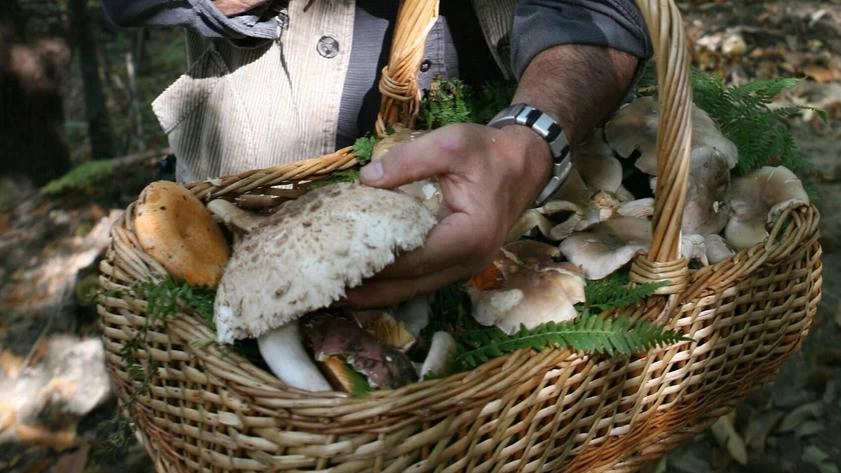 Un cercatore di funghi