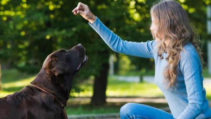 Lucca, canina salvata dai maltrattamenti: il proprietario si autodenuncia e chiede aiuto