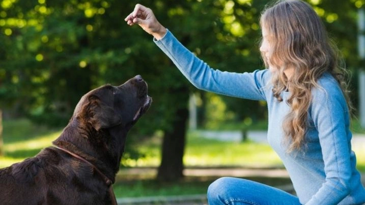 Da Lucca una bella storia con protagonista un cane (foto di repertorio)