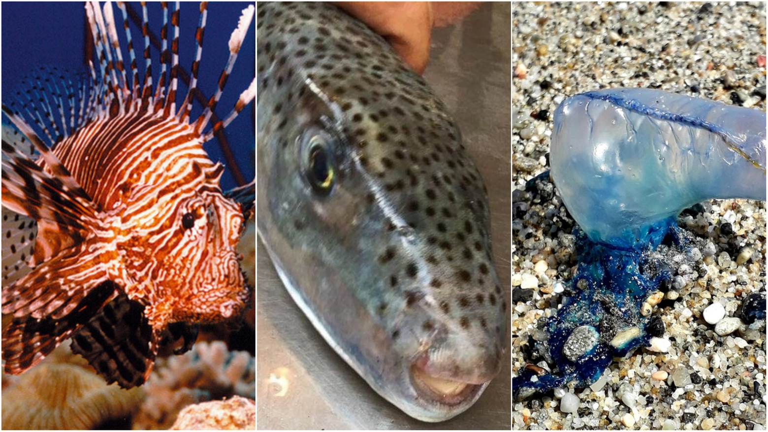 Pesce scorpione, pesce palla maculato e caravella portoghese (Foto Ansa)