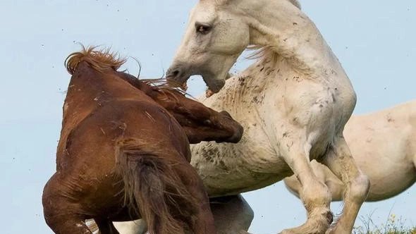 A sinistra due bellissimi cavalli selvatici in Calvana A destra la veterinaria Agnese Santi, presidentessa dell’Associazione Salvaguardia e Sviluppo Calvana, mentre cura un cavallo