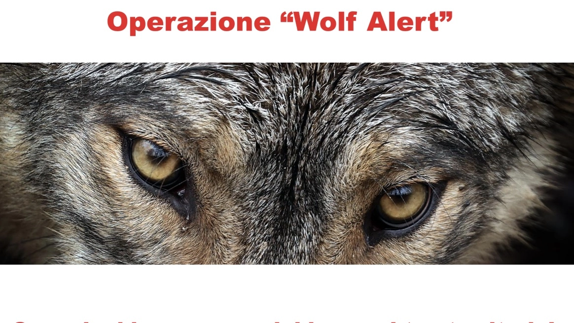 La locandina con il quale il Comitato “Emergenza lupo – Arezzo” lancia la campagna “Wolf Alert”