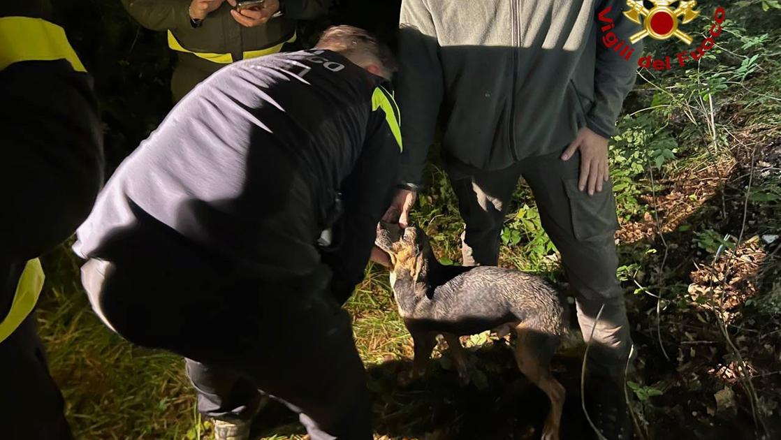 Cane intrappolato in un cunicolo, lo salvano i vigili del fuoco dopo ore d’ansia