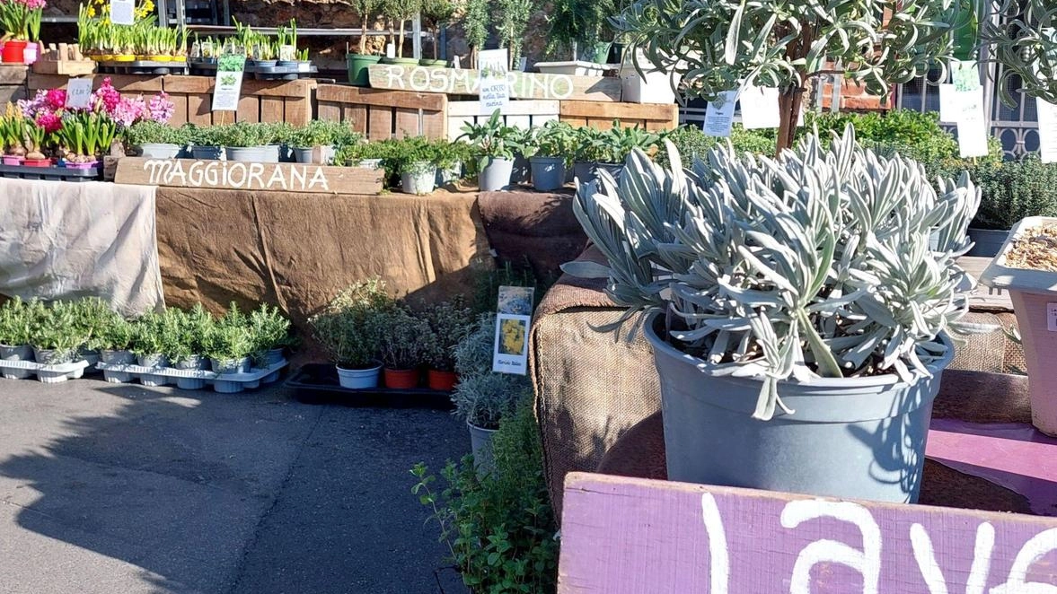 Fiera agrozootecnica di San Biagio: è già aperto il bando