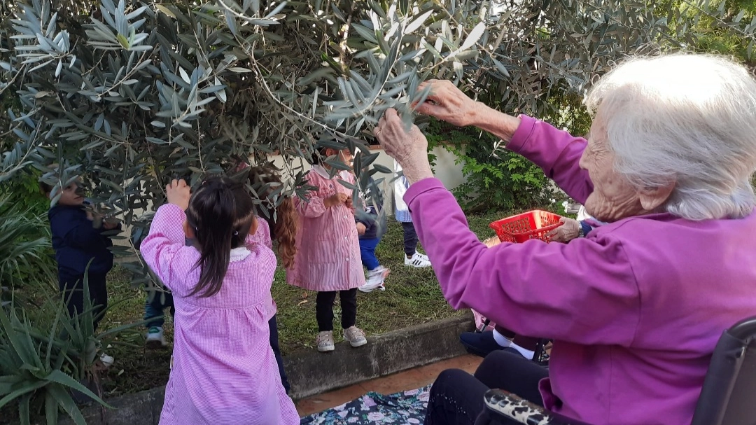 Campi Bisenzio, bambini e anziani raccolgono insieme le olive dell’Rsa