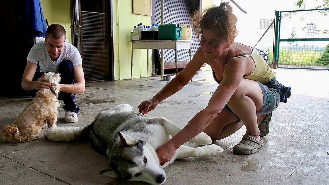 Animali, torna l’ombra abbandoni. Boom di gatti lasciati per strada. Canili pieni, strutture da adeguare