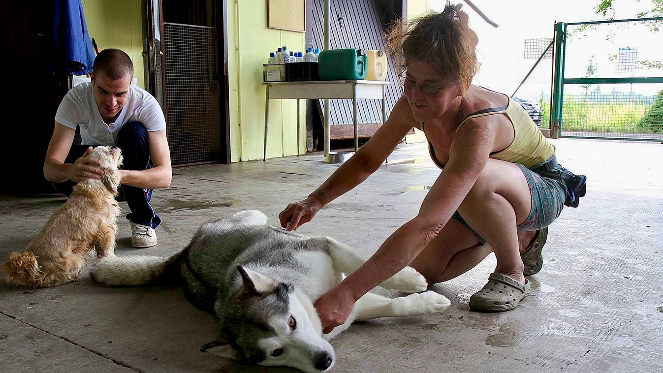 In estate gli abbandoni di cani e gatti torna a crescere: la Lav ricorda che l’abbandono è un trauma per l’animale