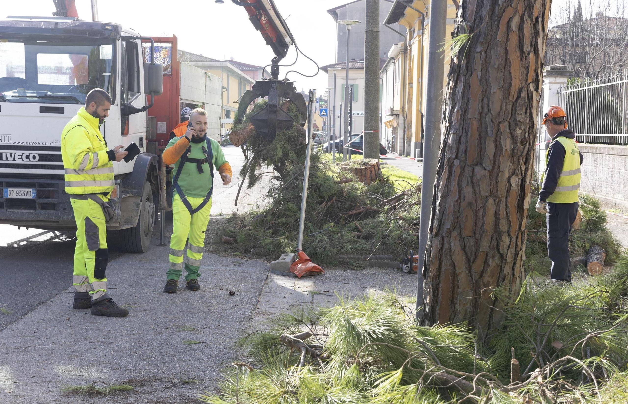 Verde urbano, pini pericolanti in Barbaricina: avviati i lavori di rimozione