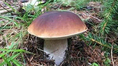 funghi