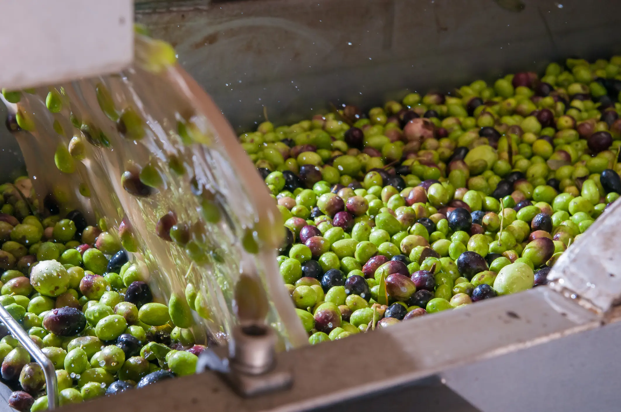 Olive toscane, un patrimonio unico. Le varietà più pregiate, dove si trovano e quanto costa l