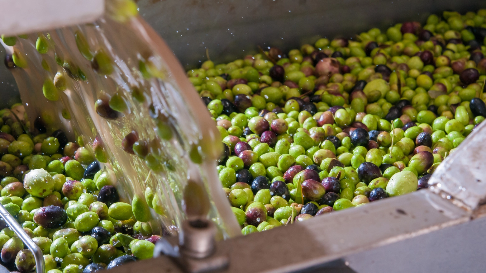 Olive in un frantoio (Foto iStock)