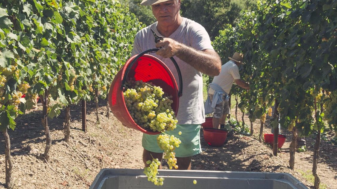 Un momento della vendemmia sul territorio della Val di Magra, ricco di vigneti e aziende vinicole, in una fotografia di archivio