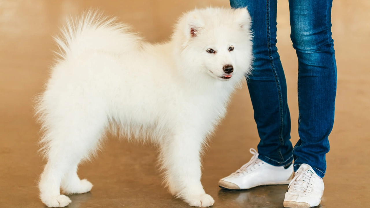 Un cane Samoiedo in una foto d'archivio