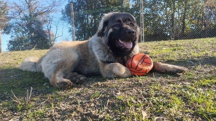 Il cane Balù