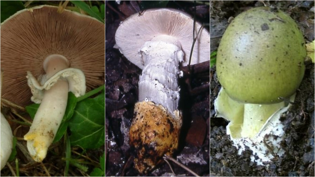 Attenzione ai funghi velenosi in cui possiamo imbatterci in Toscana