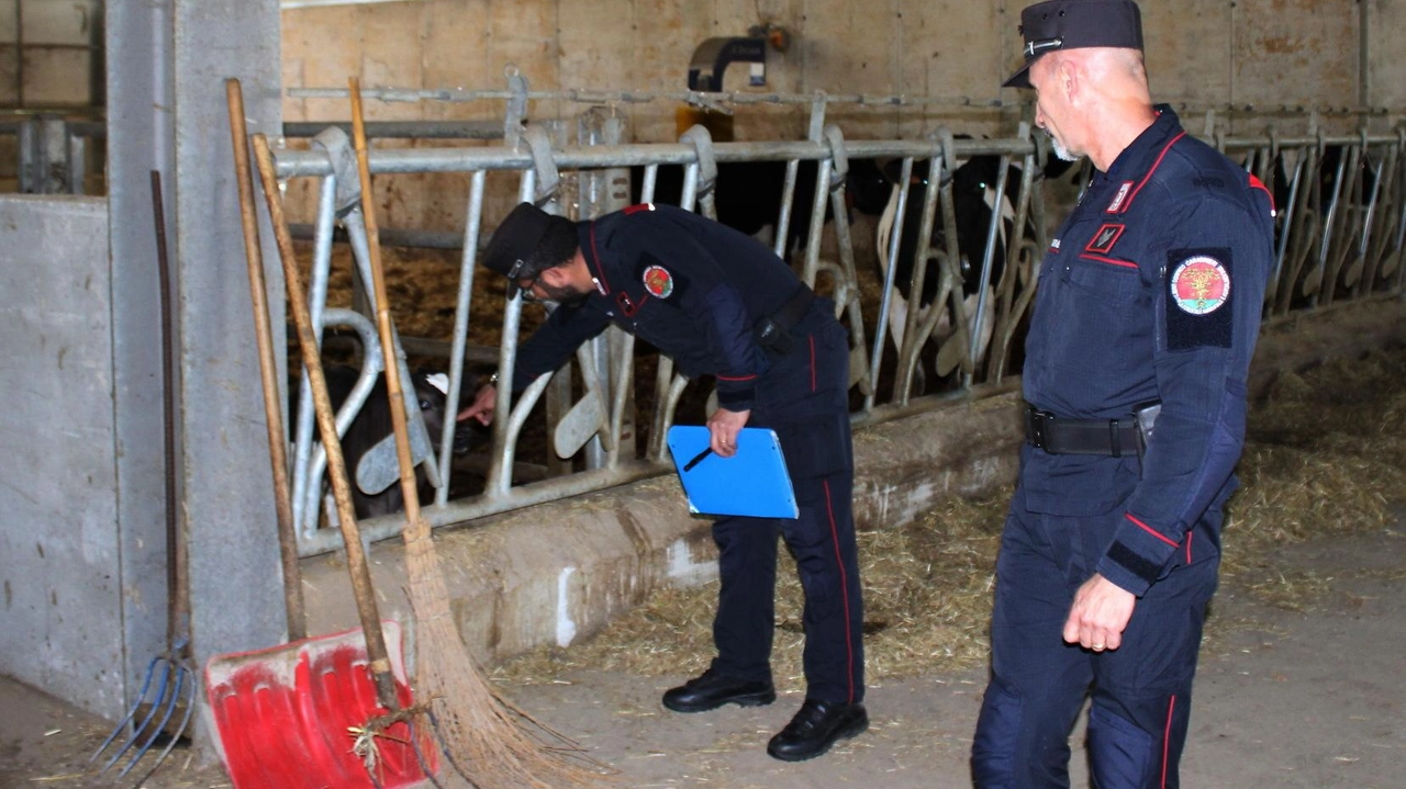 I carabinieri della Forestale durante un controllo per la tutela degli animali: maltrattamenti e abbandoni sono fenomeni sempre più diffusi (foto d’archivio)