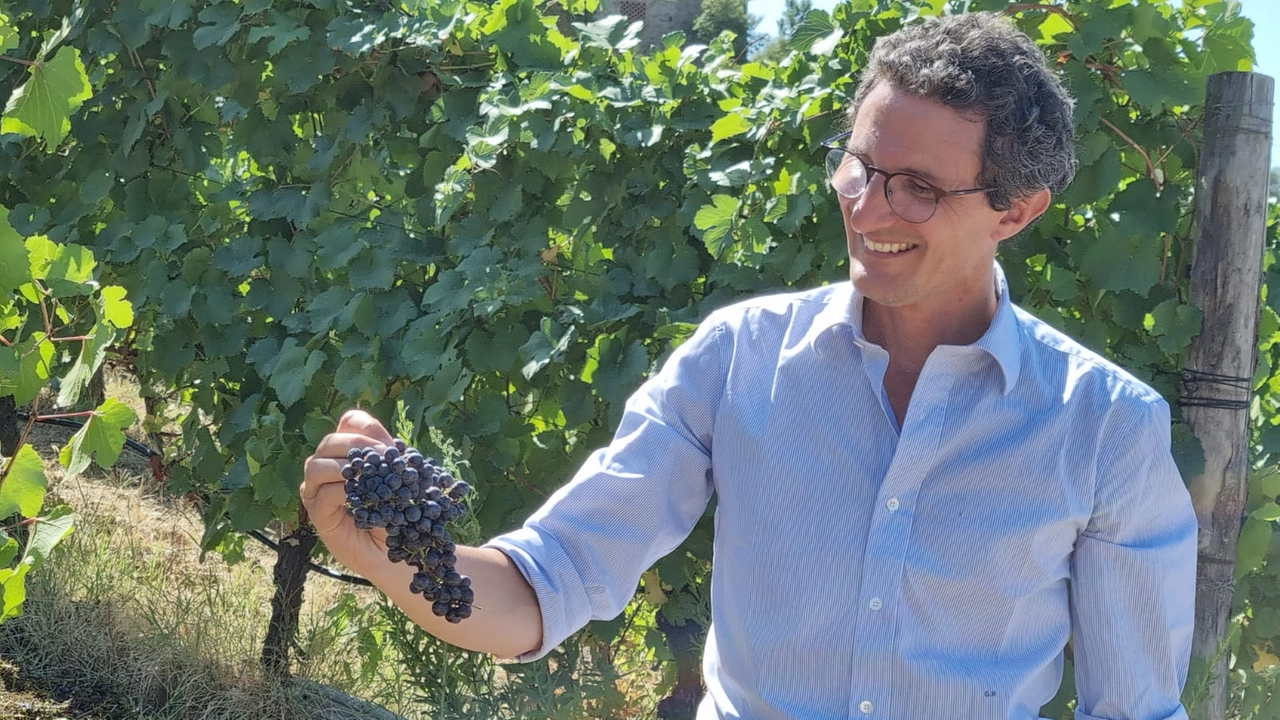 Vendemmia già finita per il pinot nero di Bagnolo di Marchesi Pancrazi