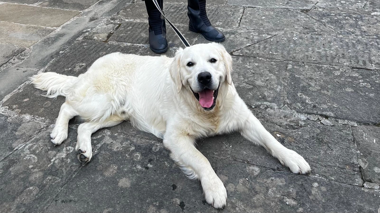 Gli agenti di Certaldo, una volta recepita la segnalazione del cane, hanno ispezionato meglio il terreno dove hanno trovato un involucro di cellophane con all’interno un solido cubo di sostanza stupefacente