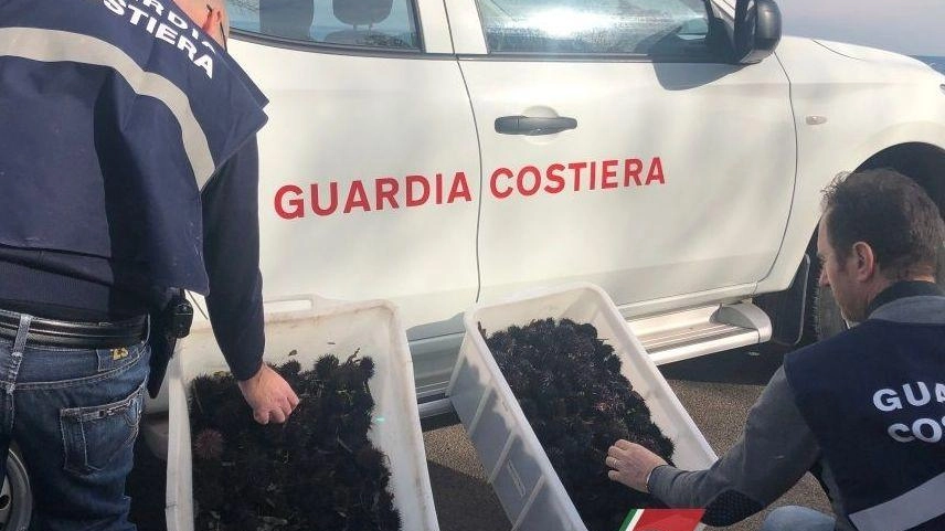 I militari della Guardia Costiera hanno recuperato i ricci pescati illegamente e li hanno rimessi nel loro ambiente