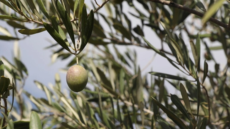 Olive (Foto Ansa)