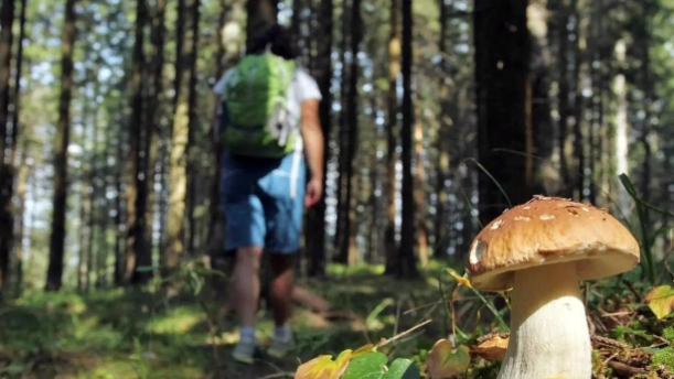 Torna la stagione dei funghi. In Toscana sono migliaia gli appassionati