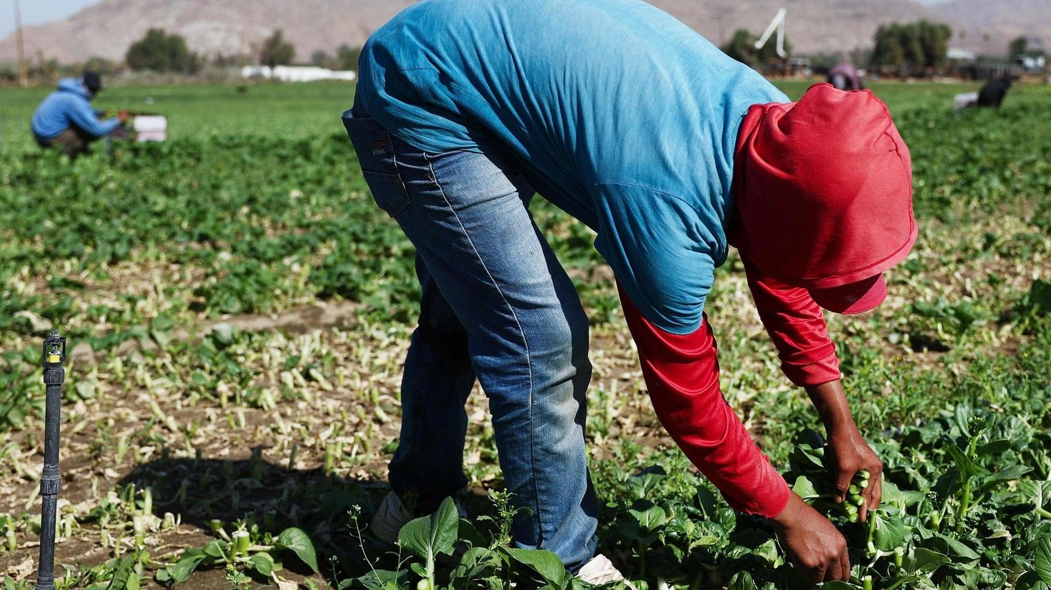 Sfruttavano i migranti nei campi: "Lavoro in condizioni indegne". Un arresto e quattro indagati