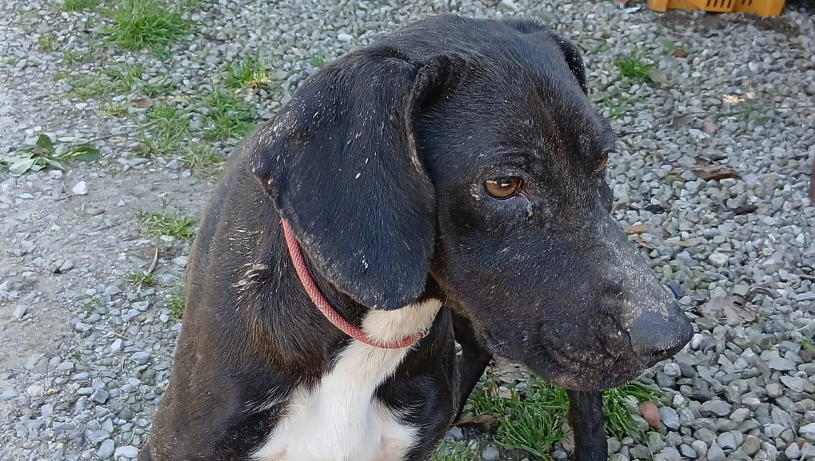 Il cagnolino Boss