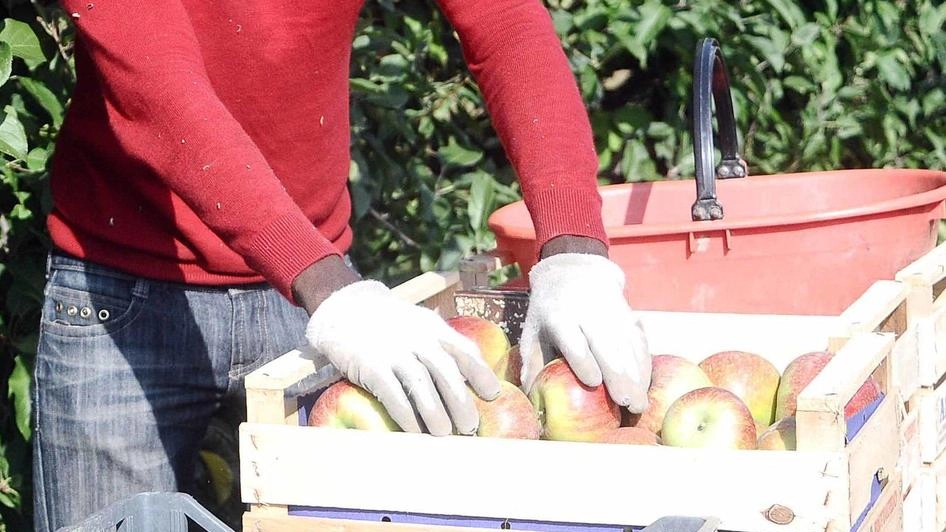 E’ partita la raccolta delle pesche in Valdichiana e i segnali sono super positivi. La manodopera resta ancora un problema anche se quest’anno molte persone si sono avvicinate per chidere di lavorare