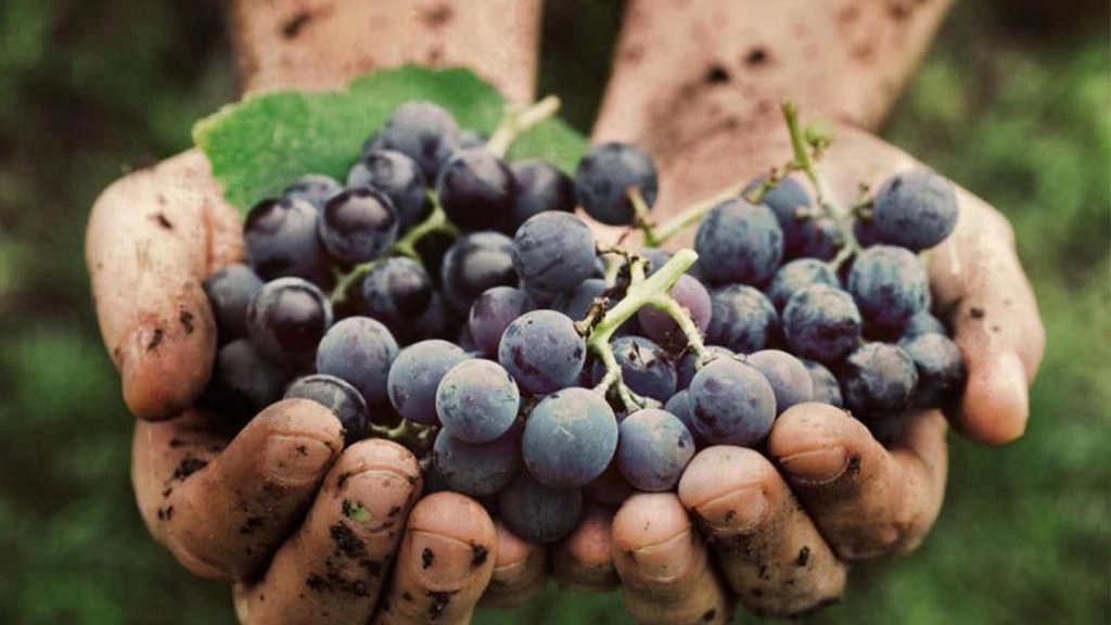 I dati sulla vendemmia