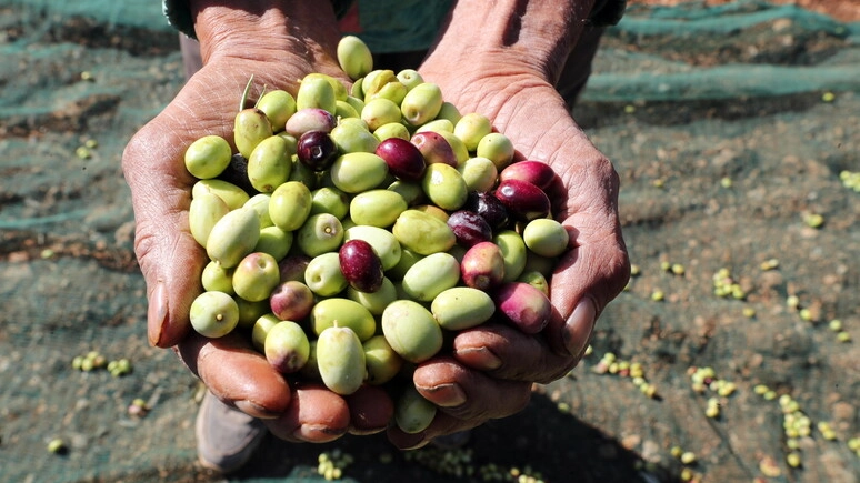 Raccolta delle olive (Foto archivio Ansa)