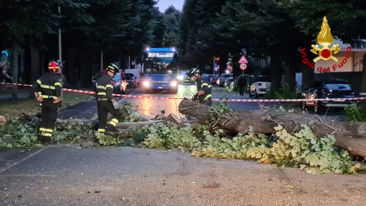 L'albero crollato