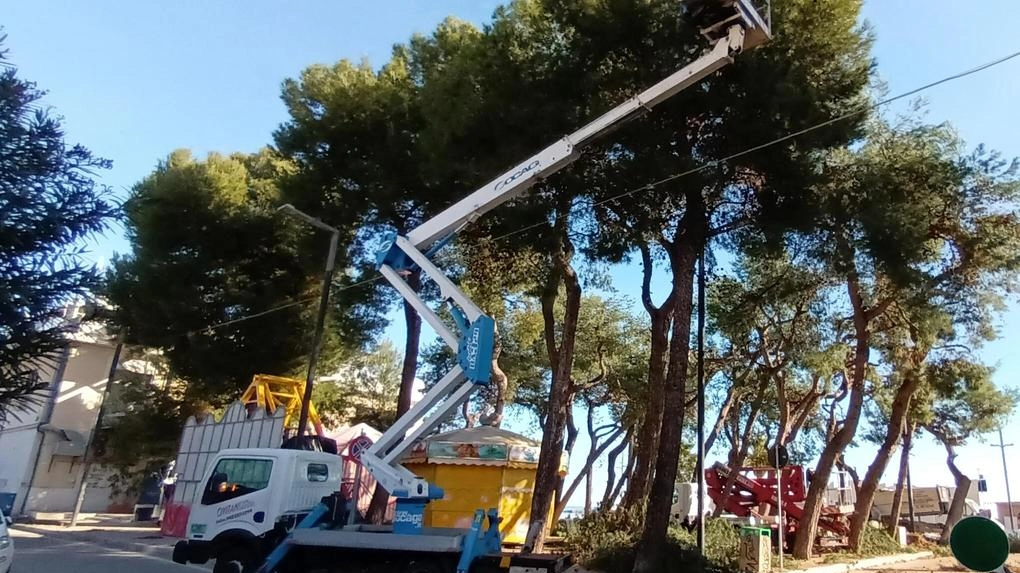 A Pracchia interventi di potatura e abbattimento alberi per garantire sicurezza pubblica. Nuove piante saranno ripiantumate in collaborazione con la Proloco locale.