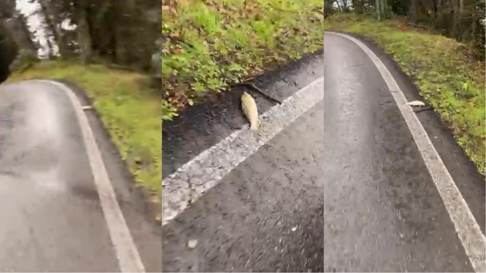 “Dopo il maltempo pesci in strada a Fiesole”