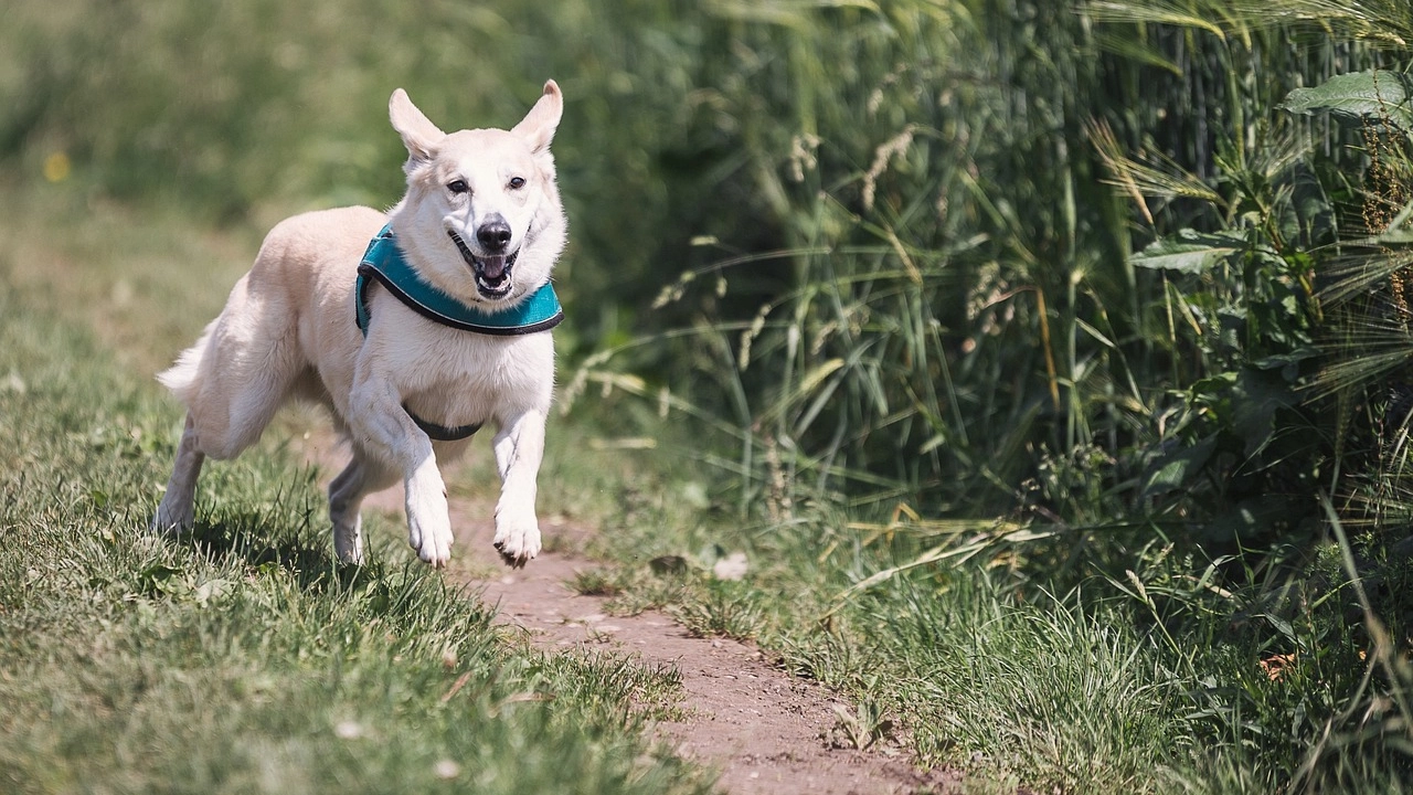 Mantenere un animale domestico è diventato un lusso