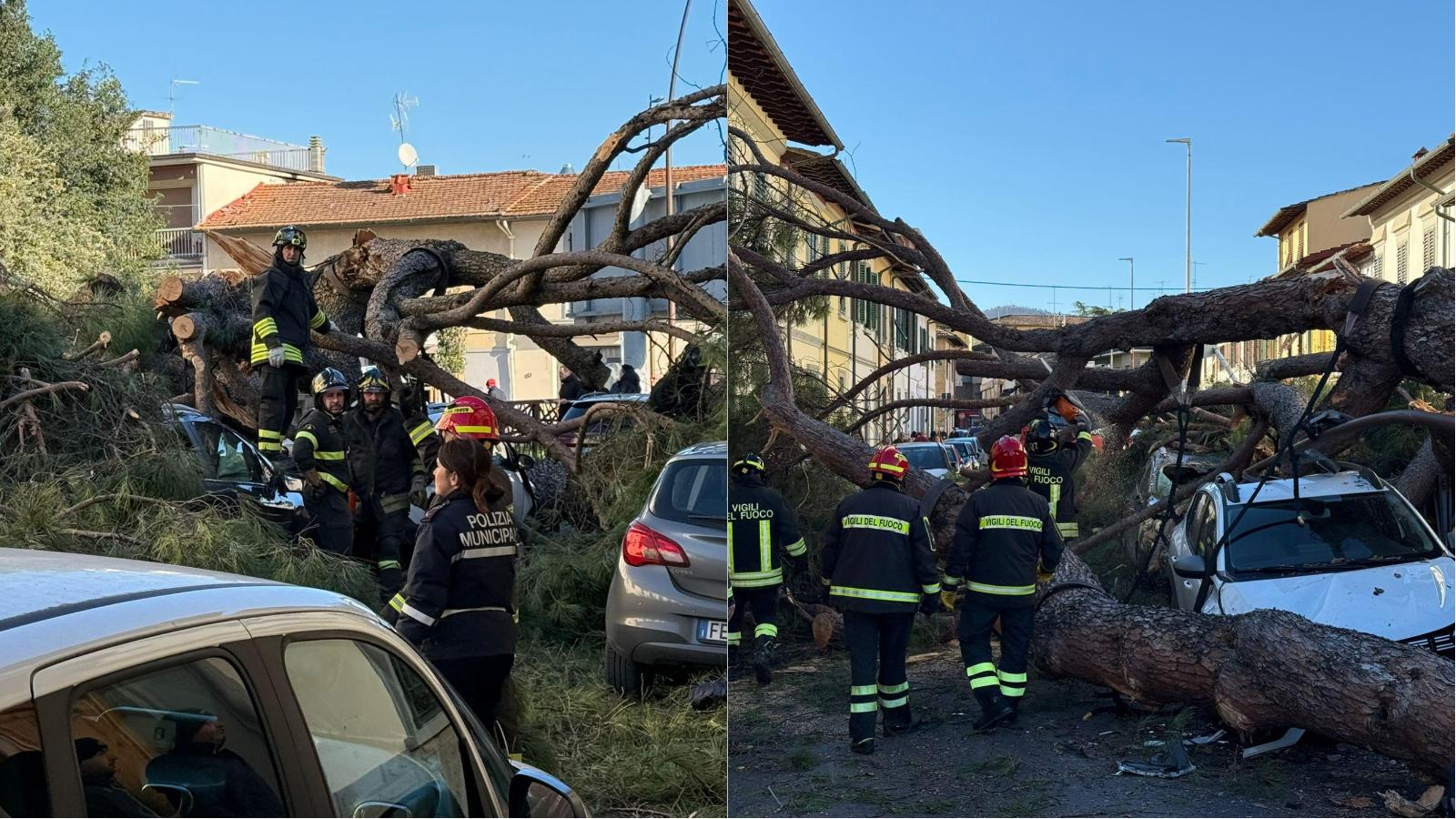 Crolla un pino secolare, paura a Scandicci. Danni ai tetti e alle auto in sosta