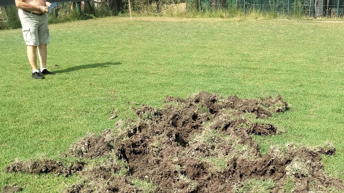 Dal Gignoro fino al Museo del Calcio, è allarme ungulati nel quartiere. Il presidente del club: "Ora il campo è a posto, ma serve un intervento".