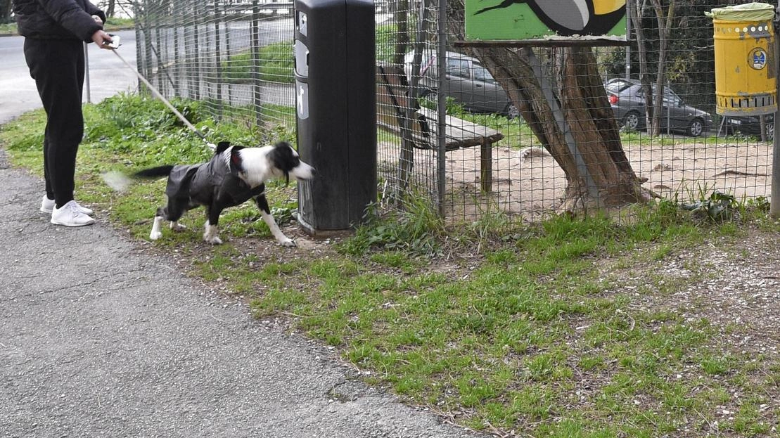 Le ipotesi al vaglio dell’amministrazione di aprire nuovi spazi per i 4 zampe