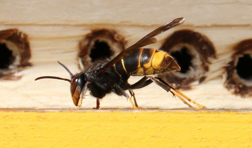 Vespa velutina, il piano per combattere l’invasione in Toscana