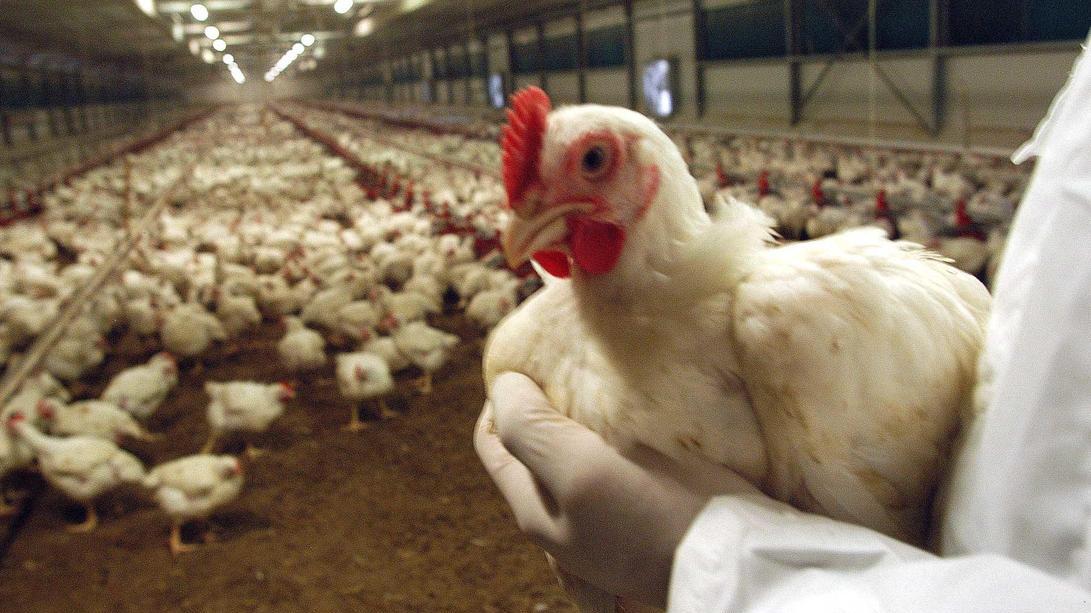 Incubo aviaria, la prevenzione: "No ad allarmismi ingiustificati. Ma sosteniamo i nostri allevatori"