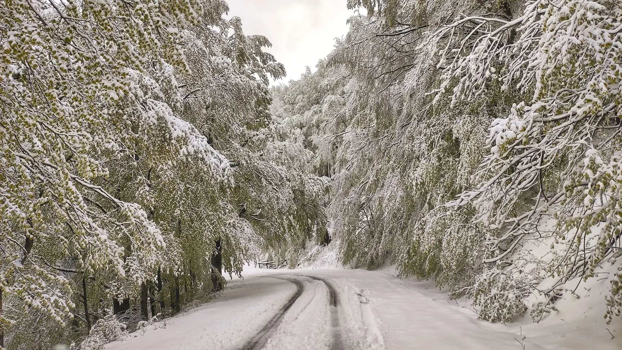 Pratomagno sotto la neve