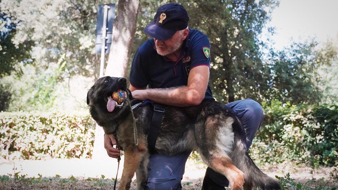 Alaska, il nuovo cane antidroga della polizia di Firenze: in due giorni ha trovato mezzo chilo di stupefacenti